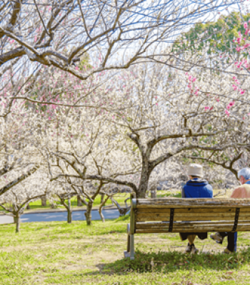 お花見(ホーム)460px